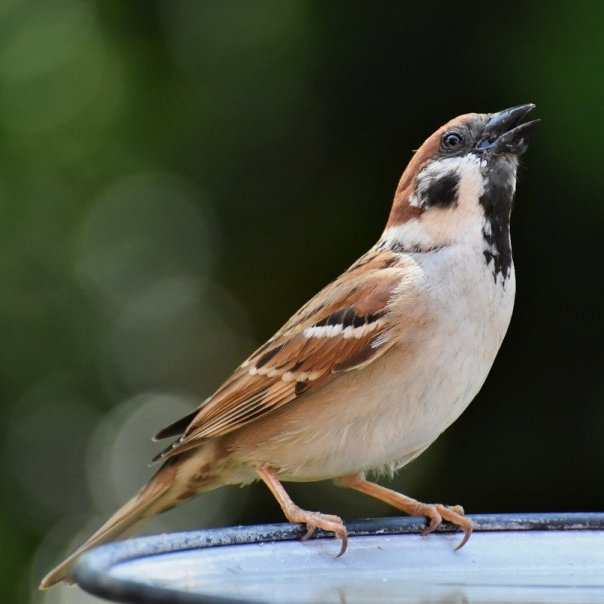 A Sparrow, one of many, back yard guest!